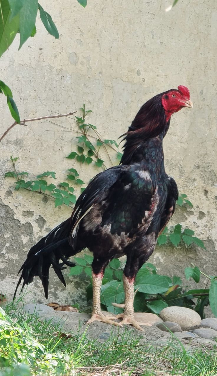 Chicken 2